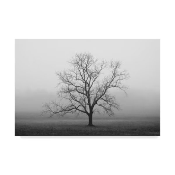Nicholas Bell Photography 'Velvet Sunrise' Canvas Art, 16x24, Trademark Fine Art, Mfr#: ALI43770-C1624GG
